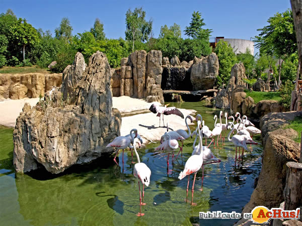 /public/fotos2/playa- flamencos-Bioparc-Valencia-17092010.jpg